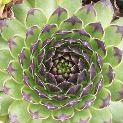 Sempervivum - Dachwurz - Hauswurz